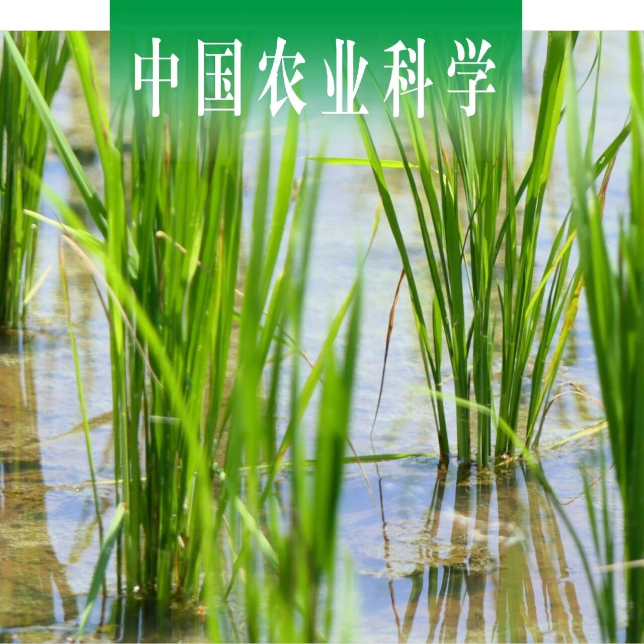 中国农业科学｜四川农业大学黄容副教授课题组探析稻田土壤不同粒级团聚体有机碳组分及CO2排放对长期施肥的响应