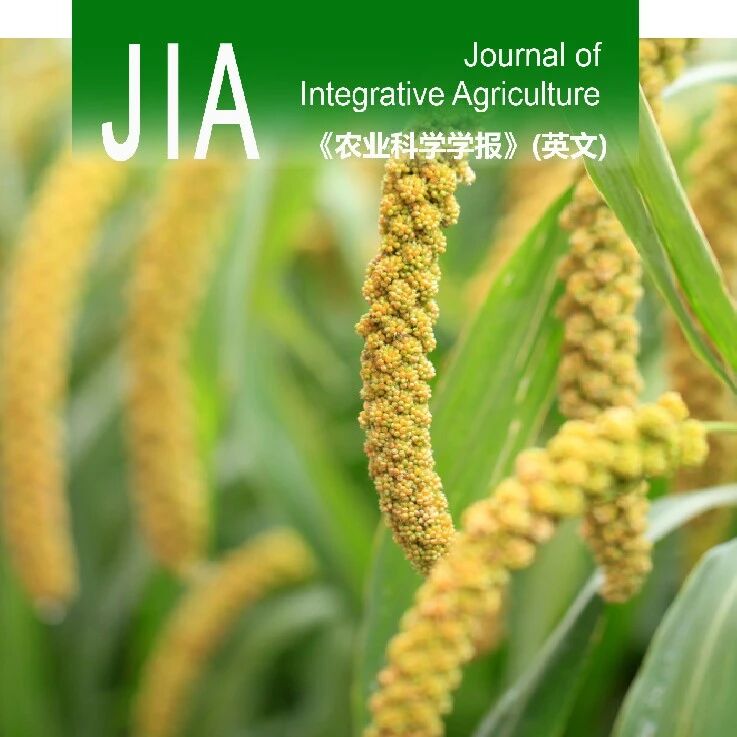 JIA优先在线 | 山西农业大学联合中国农业科学院作物科学研究所提出春夏谷生态型间优异等位变异互补利用模式