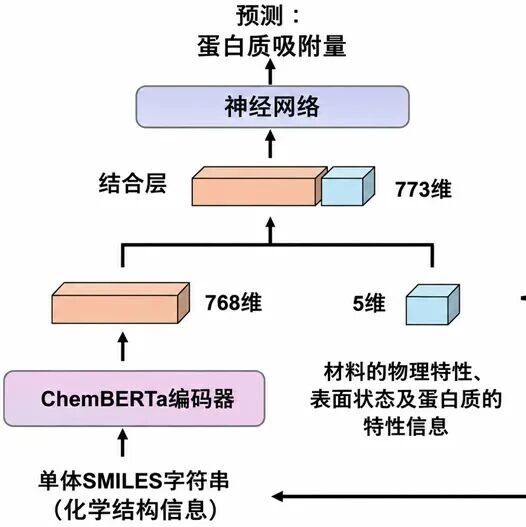 理研开发出预测聚合物表面蛋白质吸附量的新型AI，加速药物和生物材料的开发