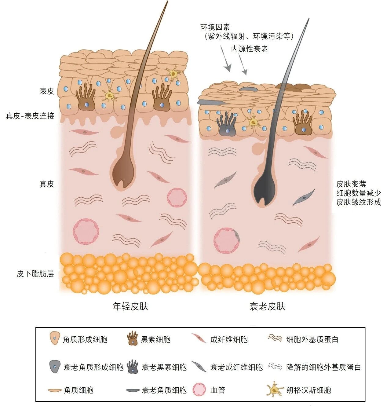 【科学普及】看清皮肤衰老的真相，科学抗衰