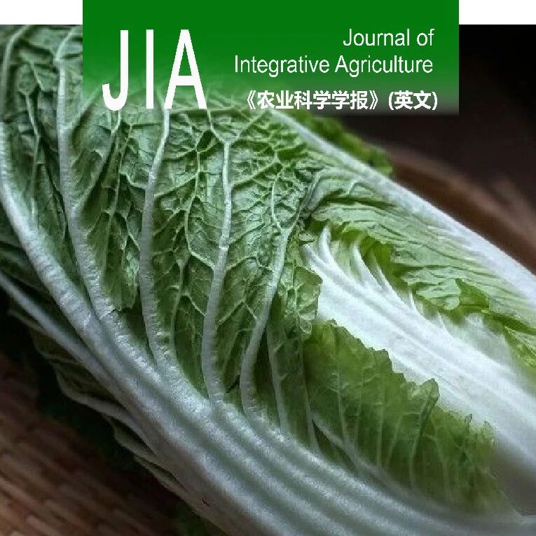 JIA | 河北农业大学赵建军团队解析BrRRRG调控大白菜叶片发育的分子机制