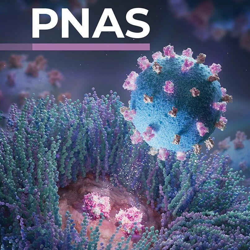 深圳湾实验室饶浪/葛韵团队 PNAS 封面：提出破除糖萼层屏障增效抗肿瘤免疫新策略