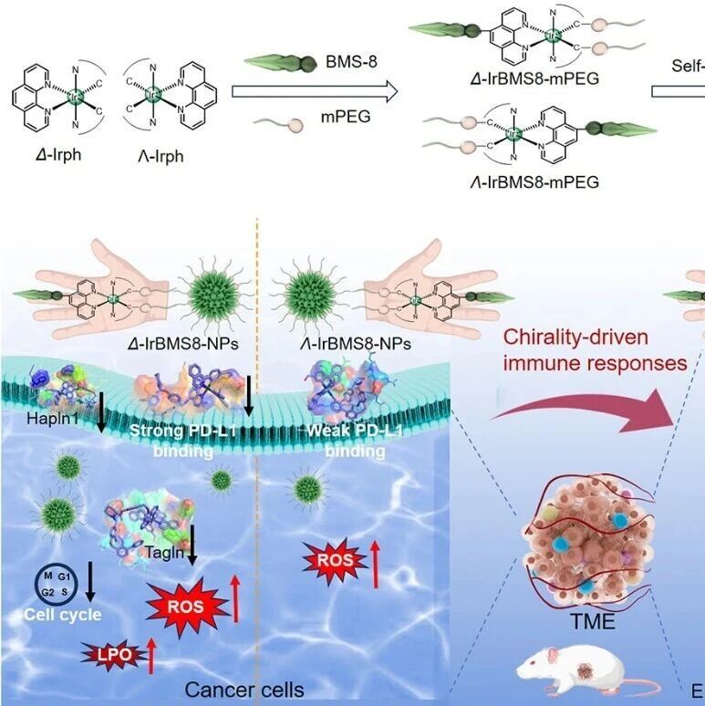JACS：手性铱（III）纳米粒子可实现手性驱动的免疫检查点调节