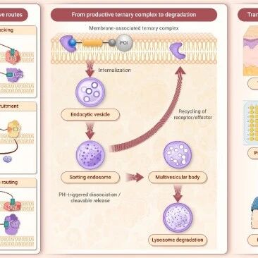 The Innovation Drug Discovery | 膜蛋白与细胞外蛋白也能被定向清除？emTPD开启靶向降解新边界