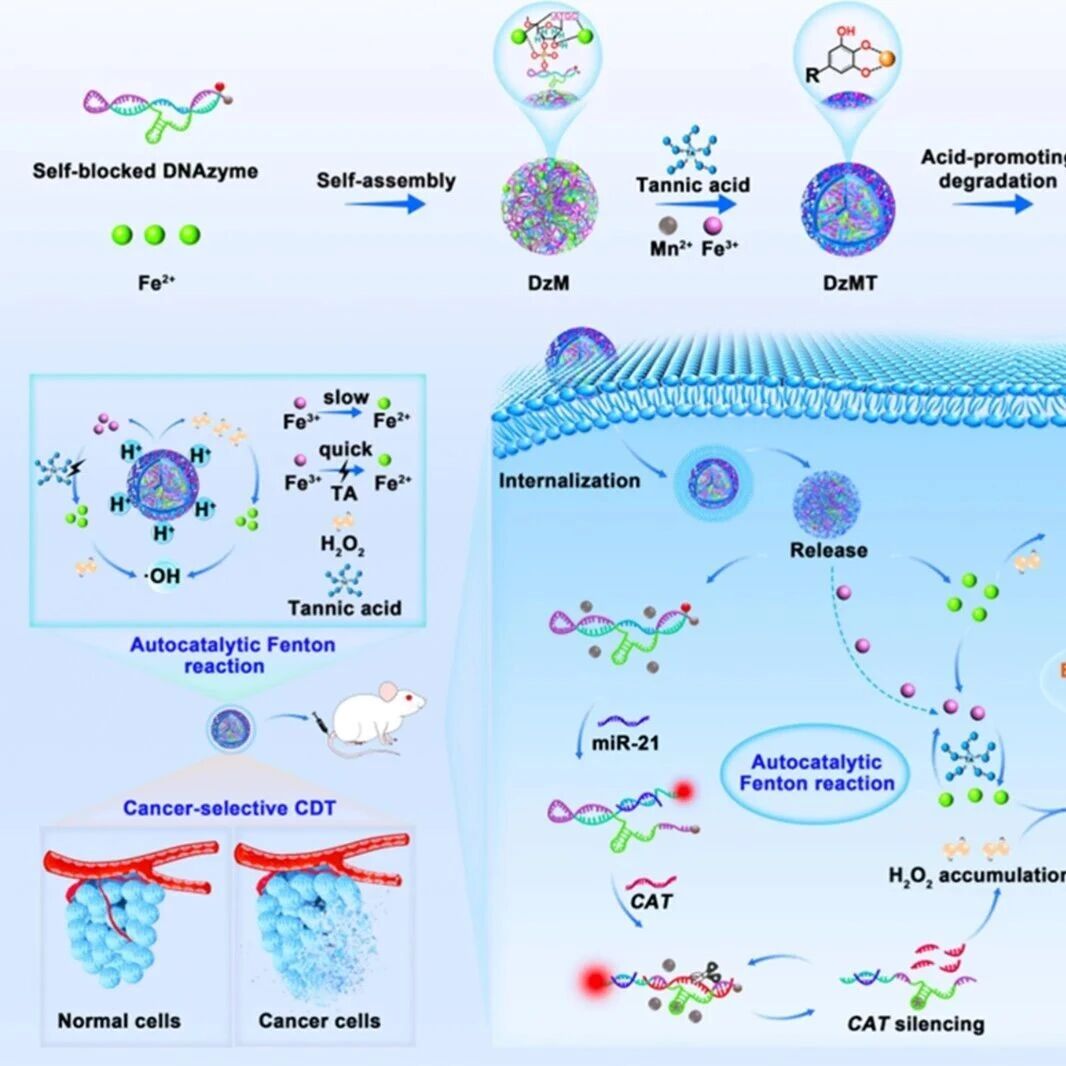 ACS Nano：MicroRNA控制的自催化芬顿纳米平台用于实现癌症选择性诊疗