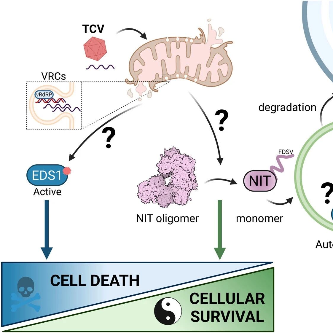 植物“断臂求生”：《Science》发现自噬新机制，在病毒攻击下维持免疫平衡