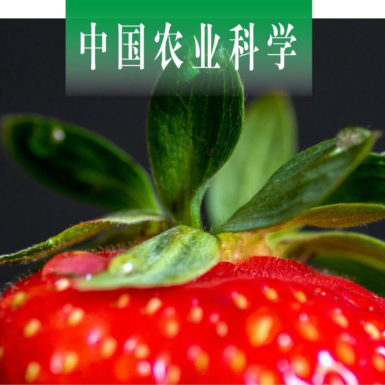 中国农业科学｜湖北省农业科学院经济作物研究所探究草莓花器应答灰霉病菌侵染的表现特征，建立抗病性评价方法