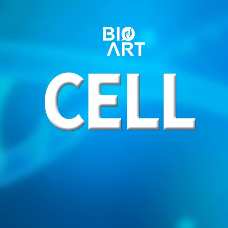 Cell | 焦建伟团队破解人类脑膜发育规律并揭示脑膜指挥大脑皮层构建的关键机制