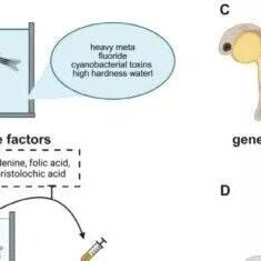 Reviews in Aquaculture | 以斑马鱼为桥梁：贯通水产养殖与人类医学的慢性肾病研究综述（含作者评述）