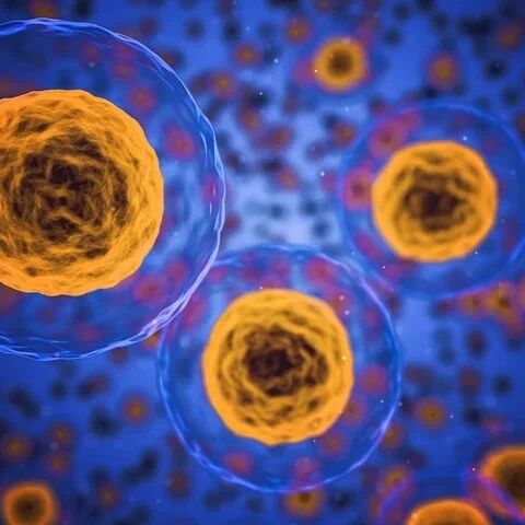 Cancer Cell：上海交通大学王存/杨宇等发现肝癌免疫治疗新靶点 STK40