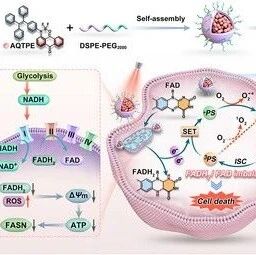 Angew：蒽醌基电子储库-泵光敏剂可生成自由基离子对以实现代谢靶向的光动力治疗