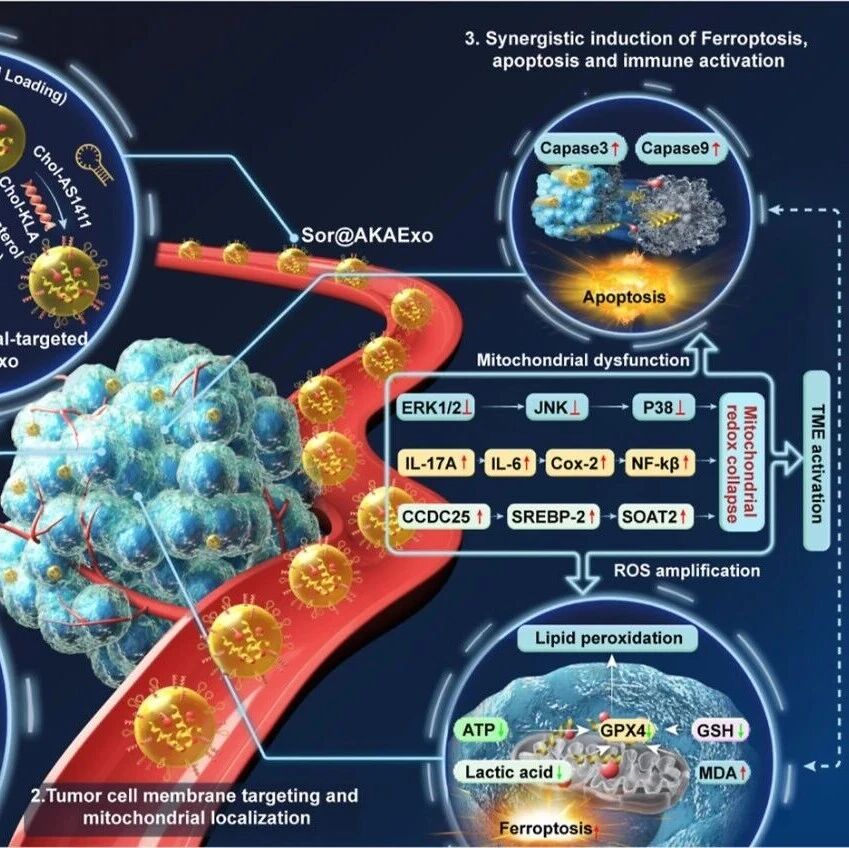 ACS Nano：仿生外泌体纳米平台可协同递送索拉非尼和miRNA以增敏铁死亡和诱导免疫激活