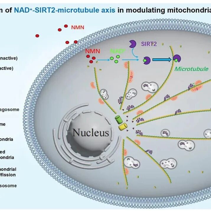 Autophagy | 恢复细胞“物流”动力：山东第一医科大学牟晓东等团队揭示NMN可通过修复微管“高速公路”来改善线粒体健康、对抗衰老