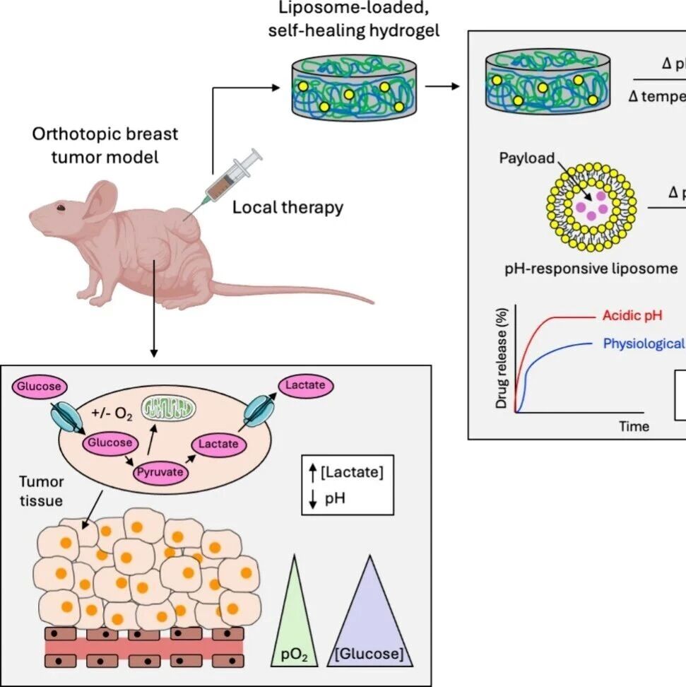 Nano Lett：双重刺激可注射平台用于实现乳腺癌局部治疗