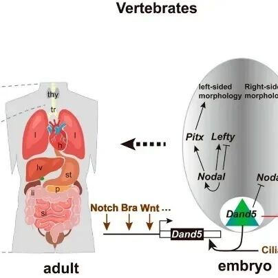 PNAS | 厦门大学李光/瞿清明揭秘身体“左右”奥秘的进化开关：一个基因的调控如何重塑动物蓝图