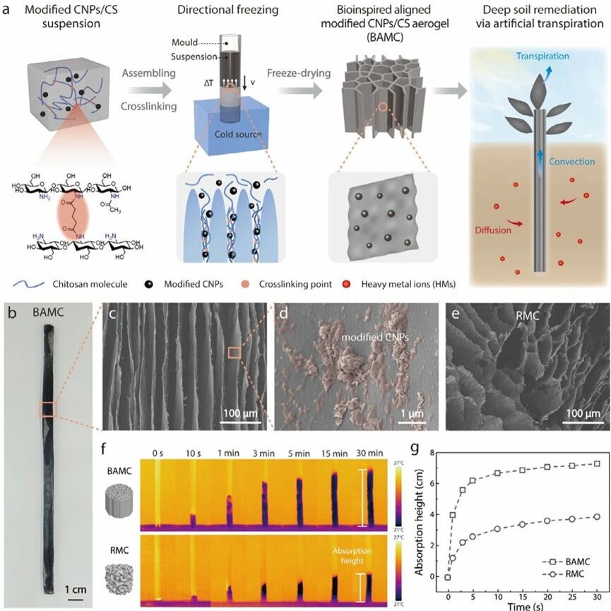 浙江大学Advanced Materials：基于生物启发原理的人工植物用于深层土壤重金属修复