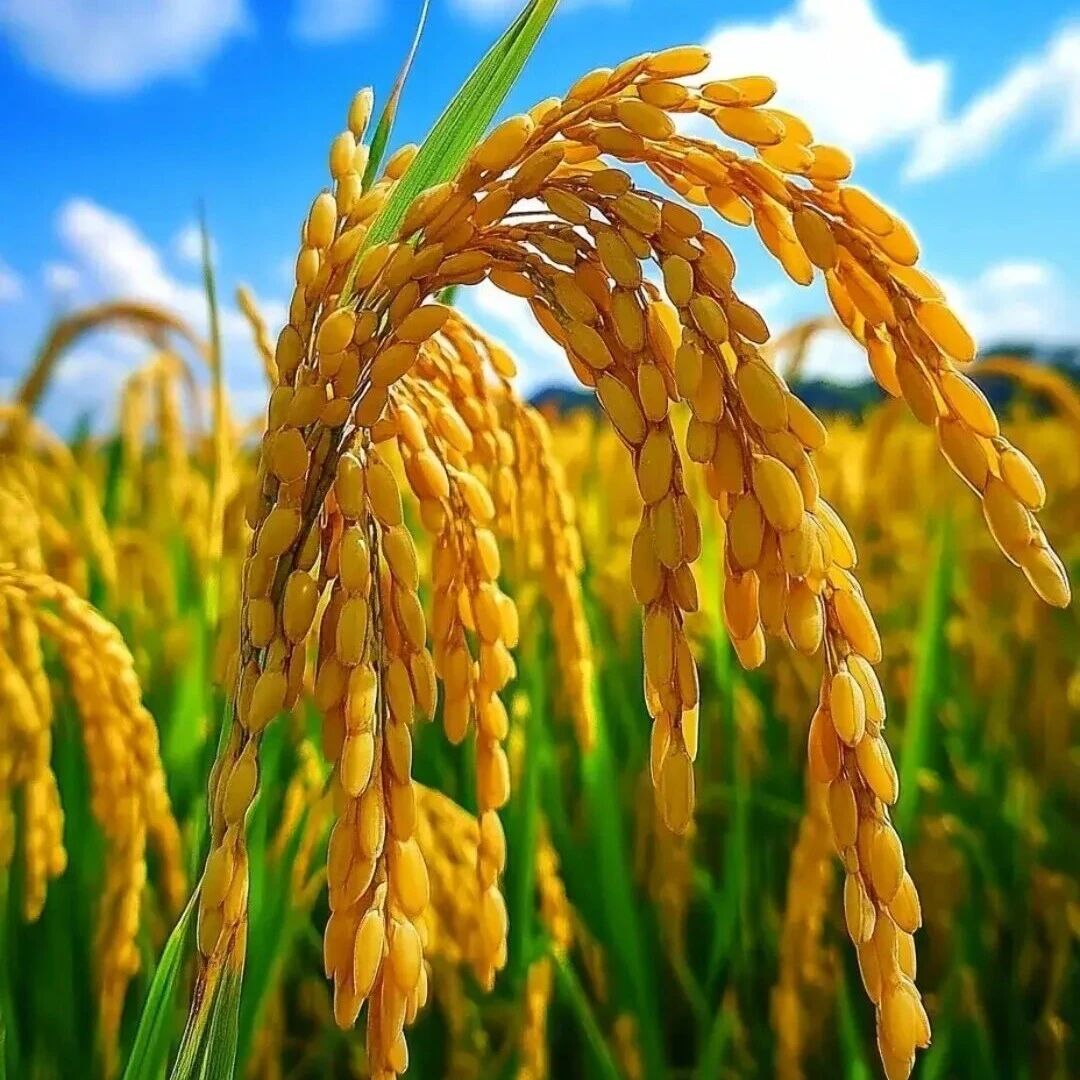 重磅！四川农业大学发表Nature研究论文