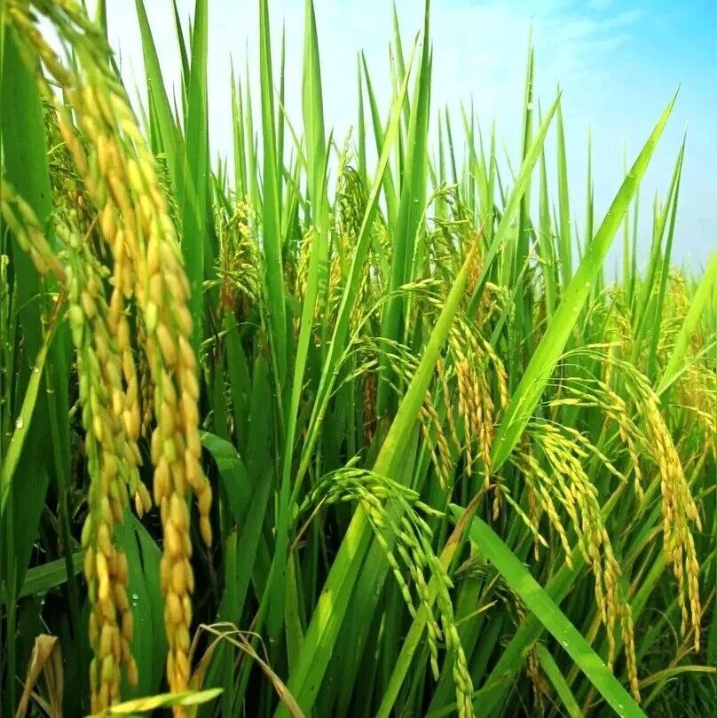 Nature Plants痛批 | 涉多篇组学论文！你维恩图里那些“特异”调控基因，可能全是假象！