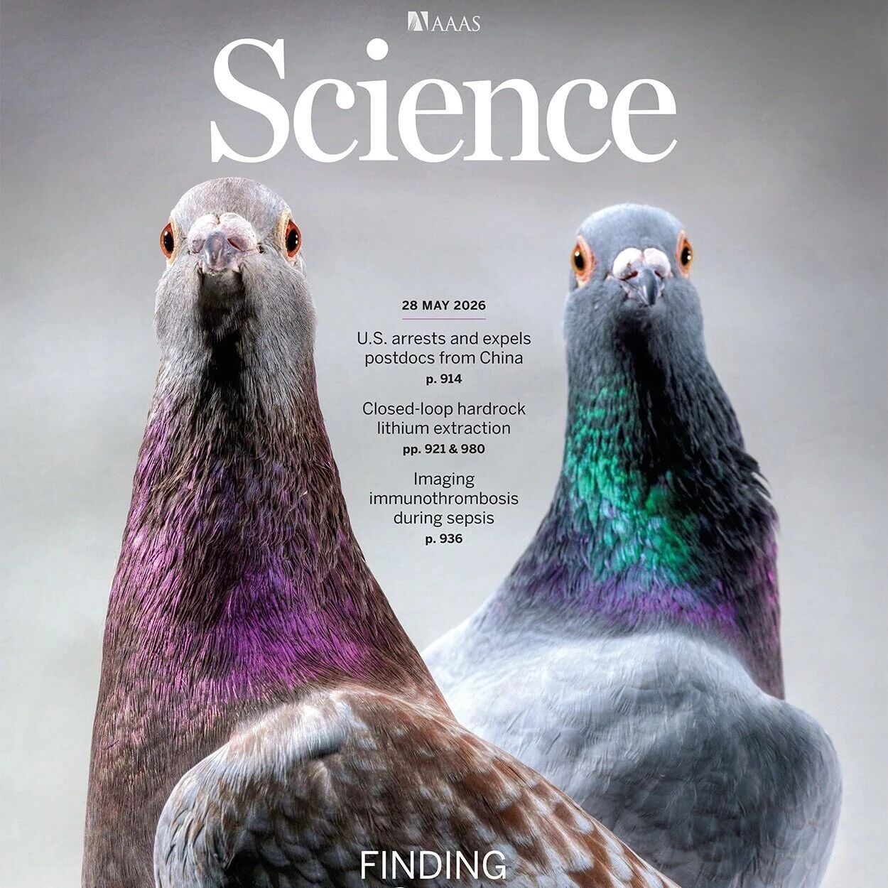 Science丨鸽子导航又添武器——肝脏也是它们的“生物指南针”