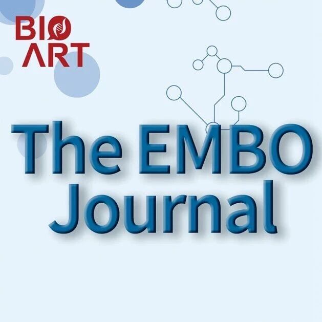EMBO J丨张松英/余超/何路耿合作揭示20S蛋白酶体调控的蛋白稳态对卵母细胞-胚胎转变及女性生育至关重要