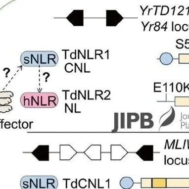 JIPB | 热点评论：非典型NLR配对：小麦新型传感器-辅助型NLR的抗病新范式