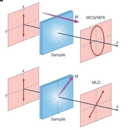 (综述)电子科技大学/南京大学Nat. Rev. Phys.: 交叉探测范德华多铁材料