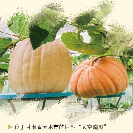巨型南瓜、黑牡丹，上过太空的种子是怎么“变异”的？