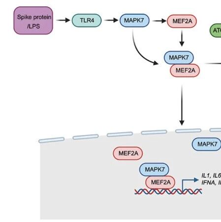 Autophagy | 锁定“风暴”源头：中国医学科学院张靖溥等团队发现自噬蛋白ATG10S能以双重锁定方式关闭细胞因子风暴的“总开关”