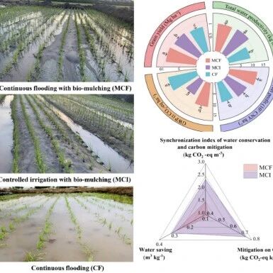 Agricultural Water Management   | 生物降解地膜耦合控灌实现水稻节水增产减排