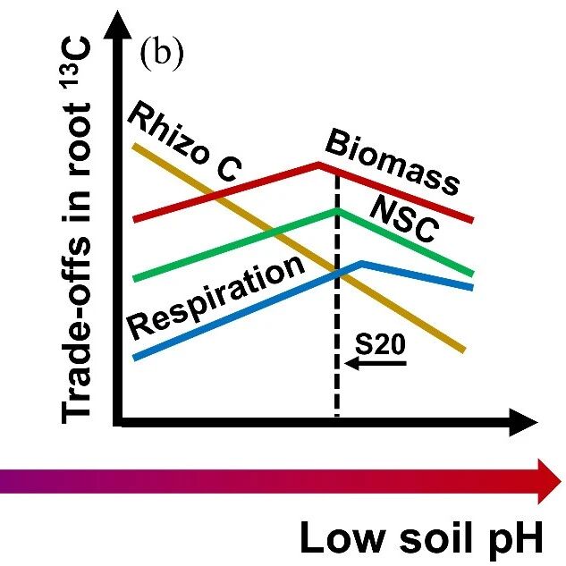 Journal of Ecology  | 沈阳生态所在硫沉降背景下草地植物地下碳分配策略研究中取得进展