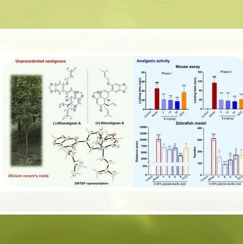 东亚/东南亚药用植物八角茴香特征性成分“异戊烯基去芳构化苯丙素/木脂素”研究进展：镇痛药效及新连接类型木脂素“八角新木脂素”
