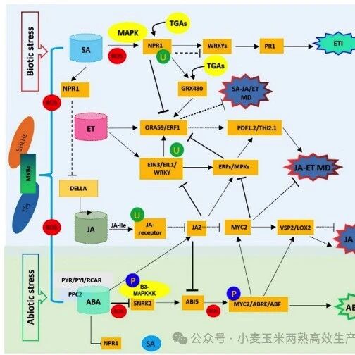 河南农业大学陈锋教授团队提出MYB 转录因子协同调控植物逆境与激素的新思路