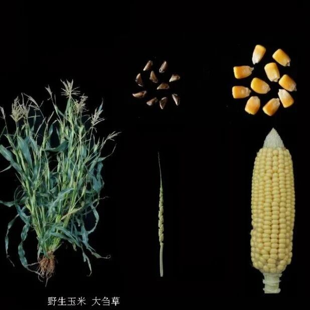 Nature | 巫永睿团队合作挖掘出第二个野生玉米高蛋白基因