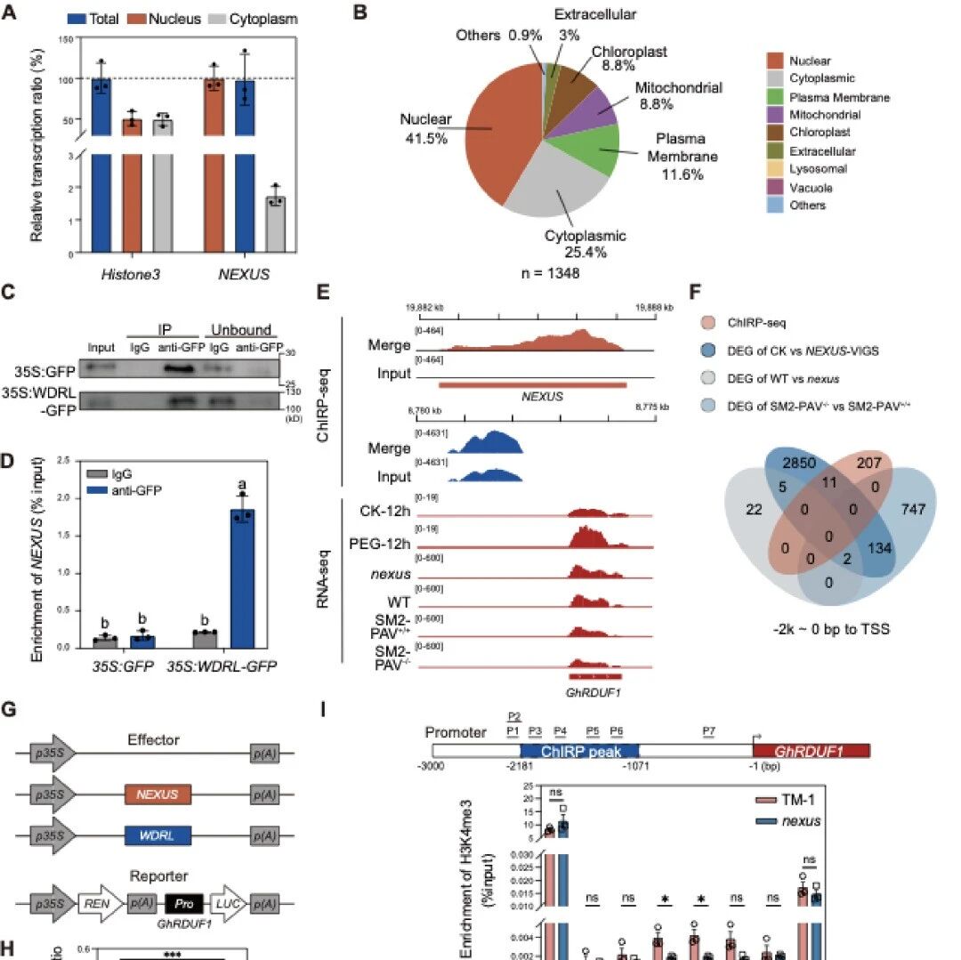 Plant Com | 浙江大学关雪莹团队发现长链非编码RNA NEXUS： 基因组结构变异“变废为宝”，实现抗旱不减量