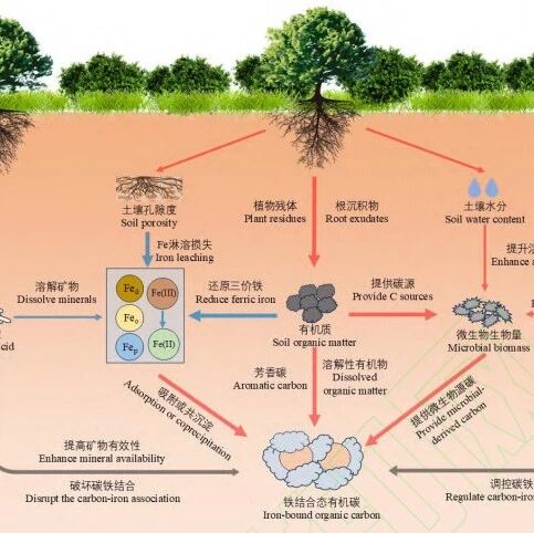 《土壤学报》综述 | 植被恢复对土壤铁结合态有机碳的影响机制研究进展