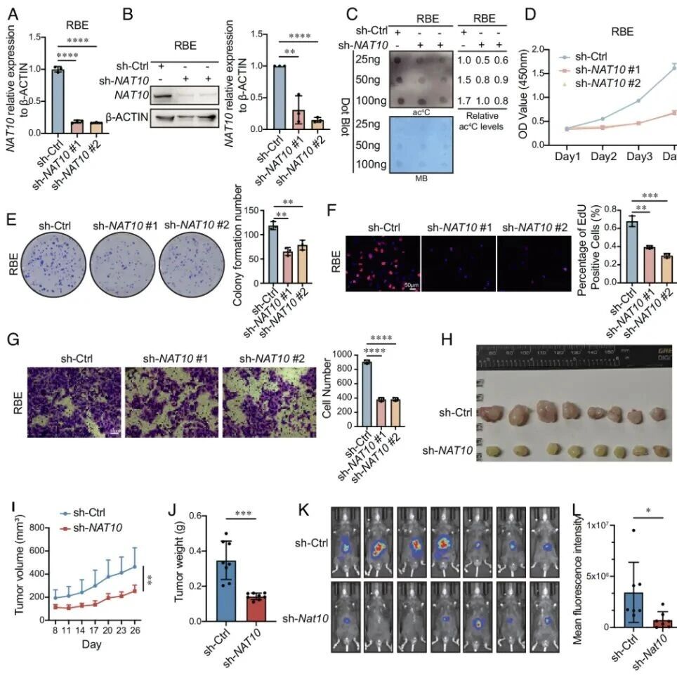PNAS | 锁定肝内胆管癌“总开关”：浙江大学徐俊杰团队发现靶向NAT10可多环节抑制肿瘤进展，提供新型治疗策略
