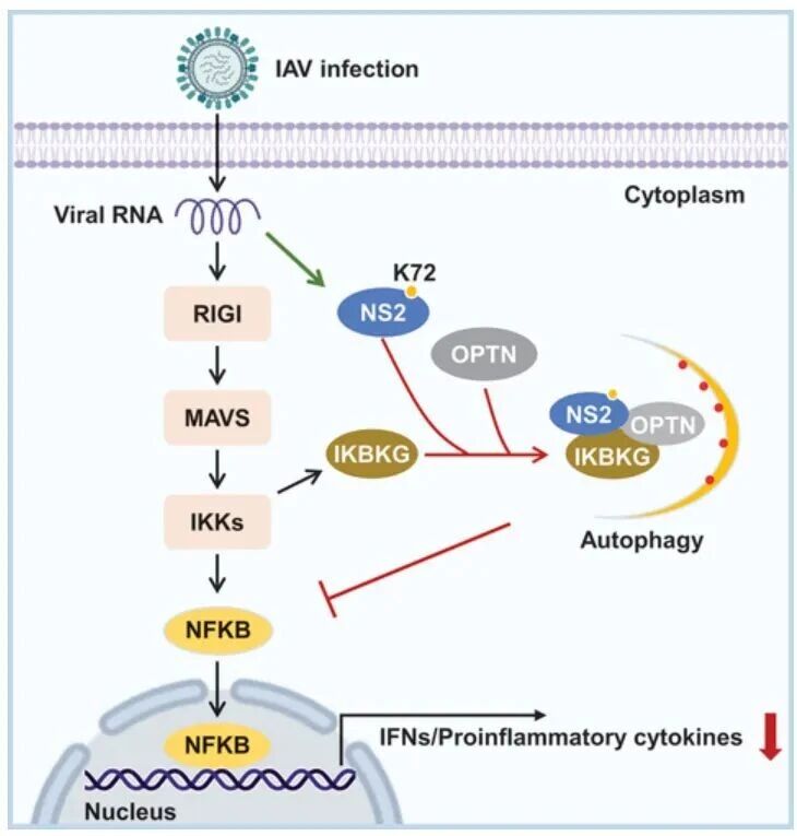 Autophagy | 流感病毒的“伪装术”：兰州大学雷曹琦团队发现劫持细胞“清洁工”关闭免疫警报