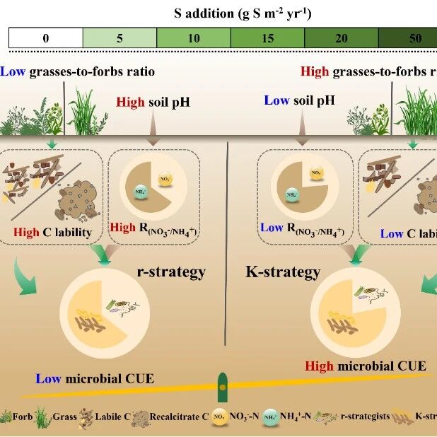 Plant and Soil  | 沈阳生态所揭示硫沉降通过促进微生物K-策略性状提高土壤微生物碳利用效率