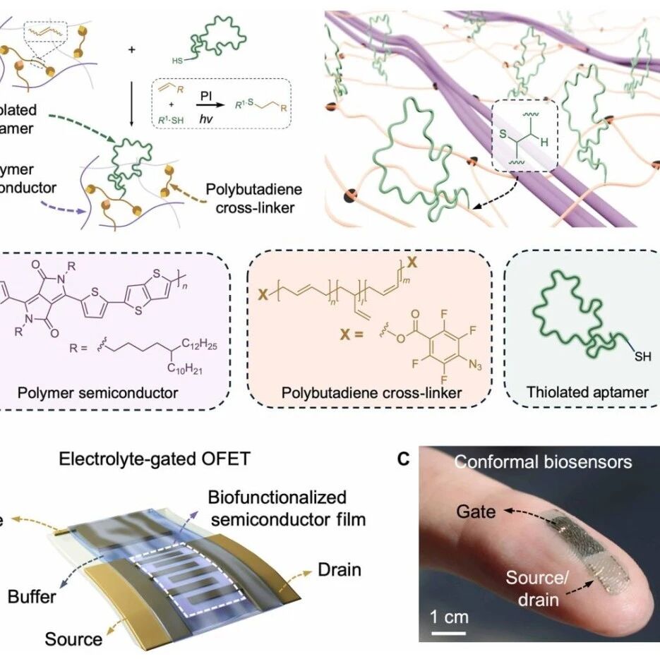 斯坦福大学鲍哲南教授团队 Sci. Adv.: 生物功能化聚合物半导体器件 → 用于开发柔软且可拉伸的基于晶体管的生物传感器