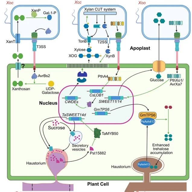 Trends in Microbiology | 上海交大陈焕/江苏大学陈坚团队系统综述植物病原体劫持宿主糖代谢的分子机制与抗营养育种新策略