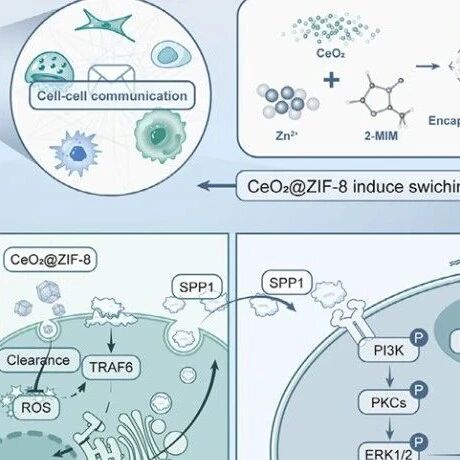 南开大学《AFM》：基于GelMA的CeO2@ZIF-8复合水凝胶促进关节软骨再生