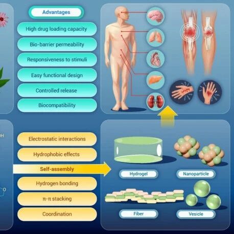 The Innovation Materials | ‌中草药提取物的超分子自组装：从分子相互作用机制到功能生物材料