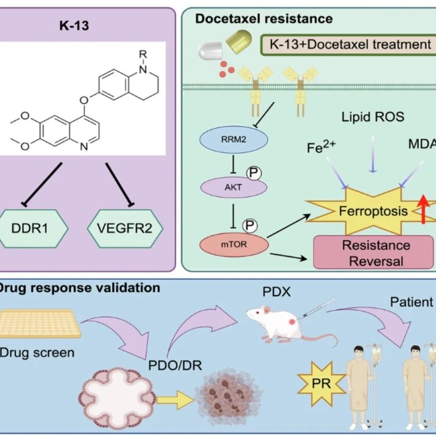 Cell Death & Differ | 同济大学李进等团队发现双靶点抑制剂K-13“破防”，协同多西他赛增效并触发铁死亡