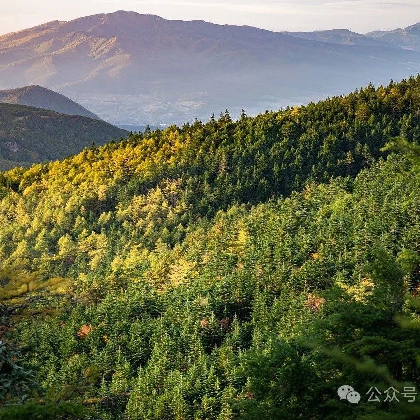 北京大学朱彪课题组《Nature Ecology & Evolution》最新研究成果！