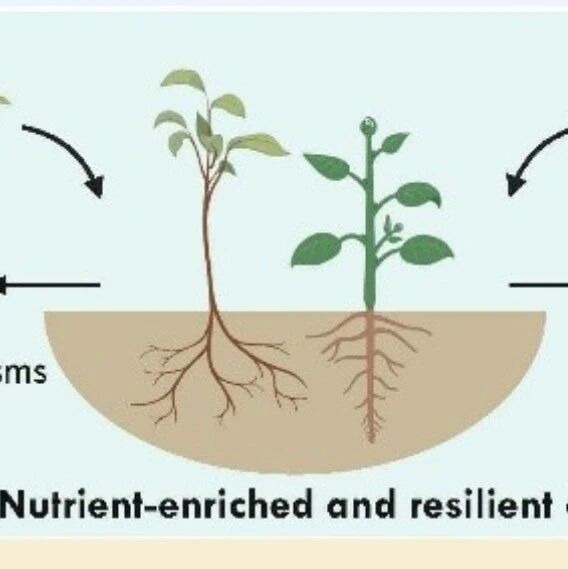 One Earth  | 张福锁院士团队提出“食物—微生物纽带”新框架推动食物系统营养健康与可持续转型