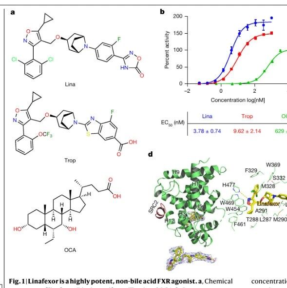 徐华强等团队在《Nature》发表首创成果： 脉冲式FXR激动剂为胆汁酸相关肝病带来新希望
