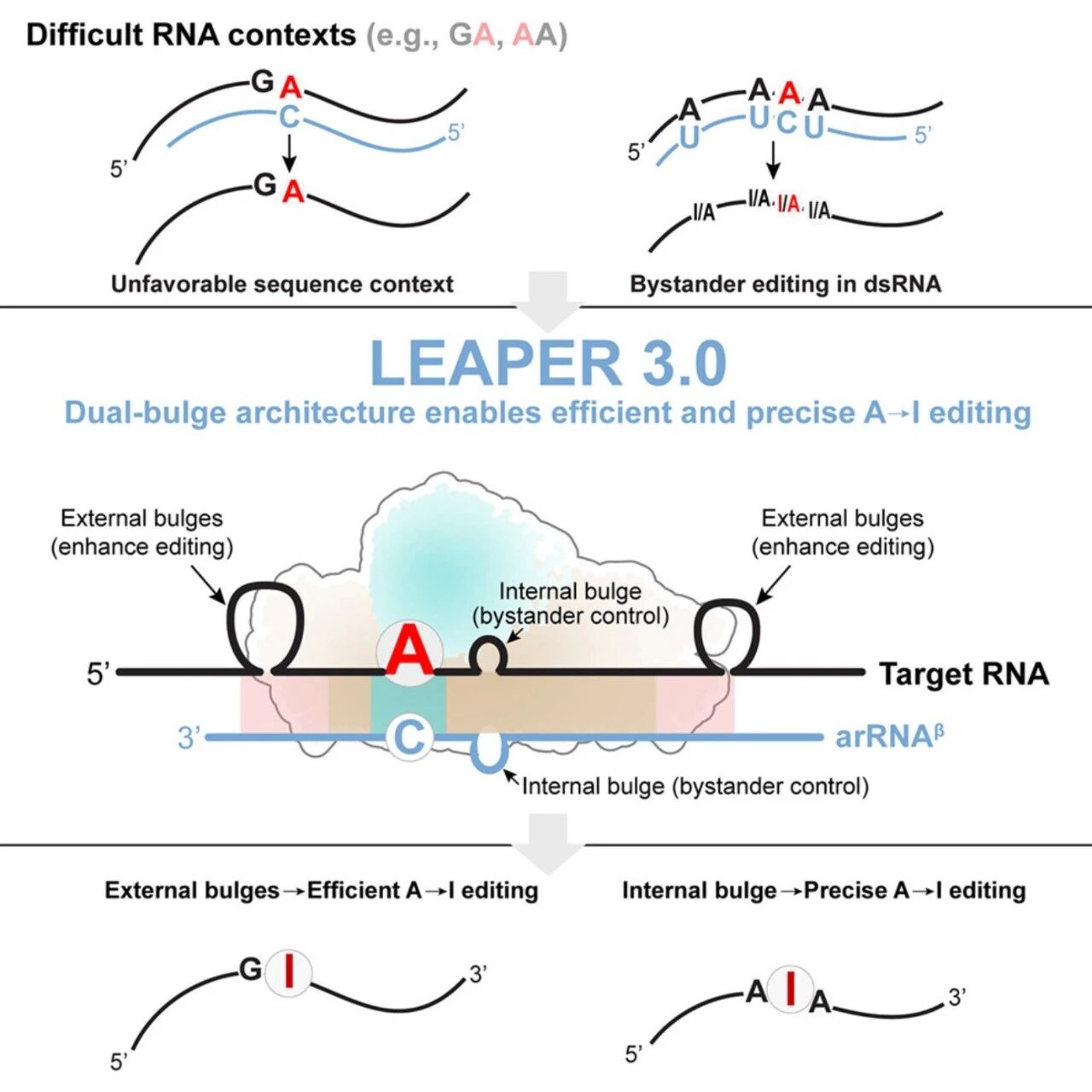 Cell | 北京大学魏文胜团队开发新一代RNA编辑平台——LEAPER 3.0，实现精准、安全的基因修复