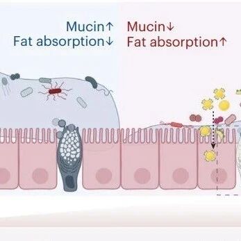 Nat Microbiol | 上海药物所谢岑等揭示高脂饮食如何“破坏”肠道屏障、重塑菌群胆汁酸代谢