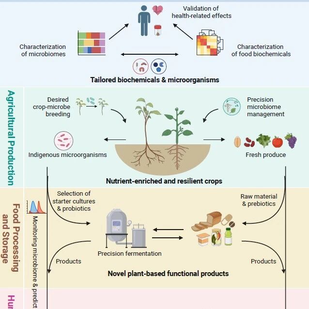 张福锁院士团队提出“食物—微生物纽带”新框架推动食物系统营养健康与可持续转型