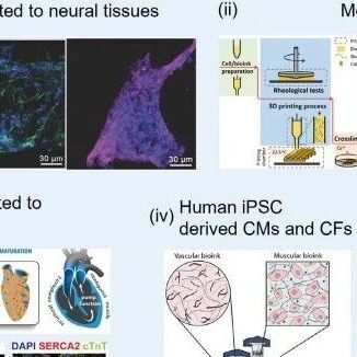 唯一作者兼通讯，中科院动物所顾奇《AM》：干细胞生物打印